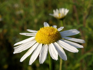 Fototapeta premium Flower