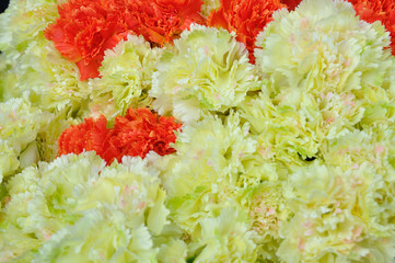 Beautiful group of pink carnations flowers