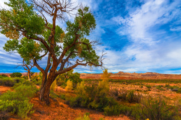 Fototapeta na wymiar Autumn Tree in the Canyon - Utah Fall Landscape