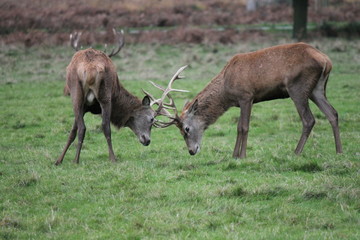 Rutting deer Stag red deer wild England- Cervus elaphus stock, photo, photograph, image, picture