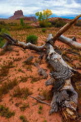 Fallen Tree Utah Desert Wild Horse Butte in the Background