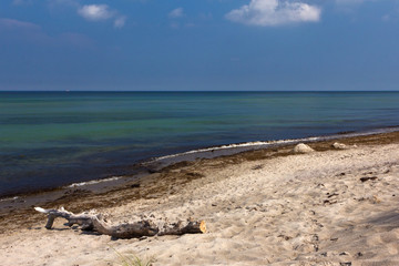 Fototapeta na wymiar Strandgut auf dem Darß 2
