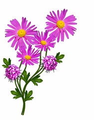 chrysanthemum isolated on white background