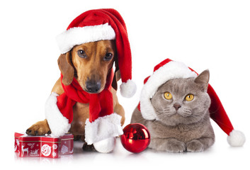 dog and cat wearing a santa hat