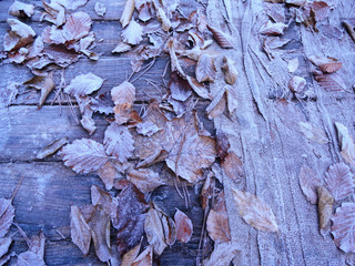 Autumn Winter view