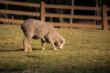 Obraz premium Sheep