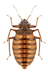 bedbug white background