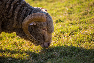 Sheep