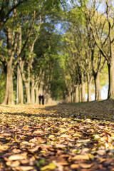 The Walls of Ferrara during autumn