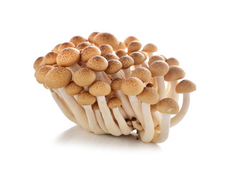 brown beech mushroom isolated on white