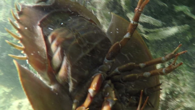 Horseshoe Crab hand held shot Florida Keys