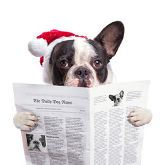 Fototapeta na wymiar French bulldog in santa hat reading newspaper over white