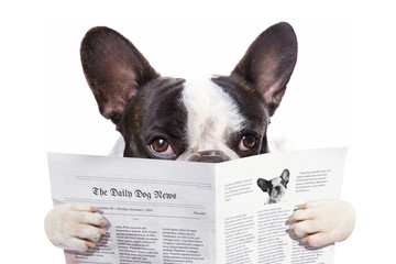 French bulldog reading newspaper over white - obrazy, fototapety, plakaty