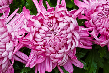 Chrysanthemum petals covered Water droplets