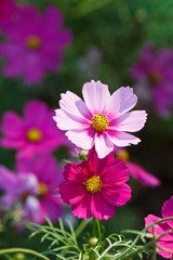 Obraz premium Chrysanthemums bloom in the garden