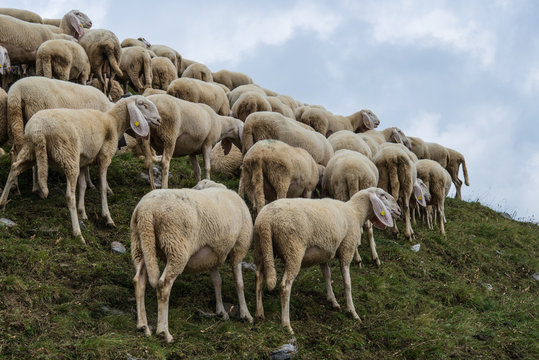 grup of sheeps in the mountain