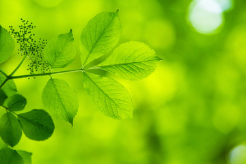 Fototapeta na wymiar fresh and green leaves