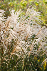 reeds in the autumn background