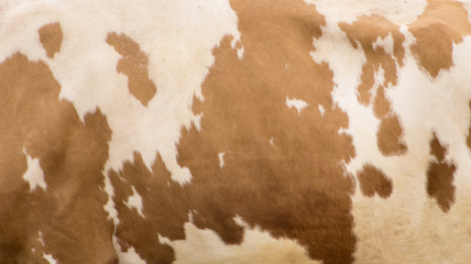 Real cow texture background