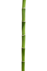 Bamboo isolated on white