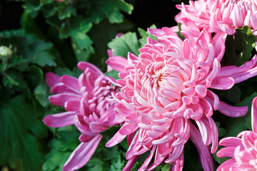 Chrysanthemums bloom in the garden