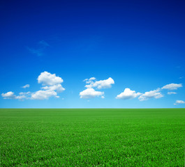 Fototapeta premium green field