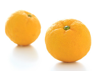 Citrus junos on white background