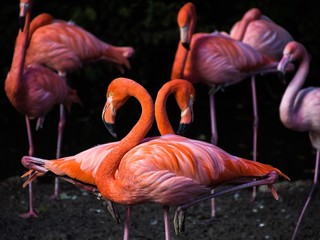 Fototapeta na wymiar Flamingos beim einbeinigen Synchronstehen