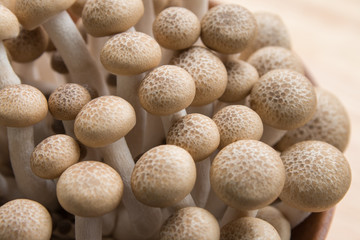 beech mushrooms