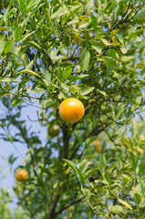 Orange tree with ripe fruits