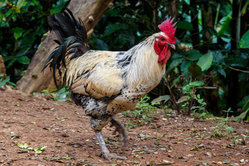 cockerel in rustic farm yard outdoors