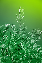 Olive tree branches artistic toned
