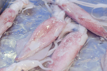 Fresh Squid