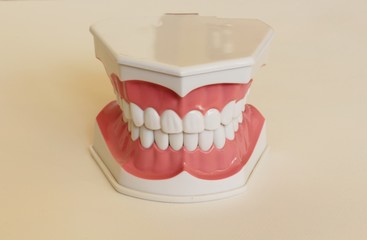 Teeth model