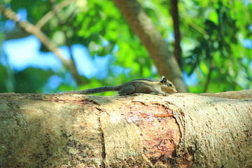 squirrel in a tree