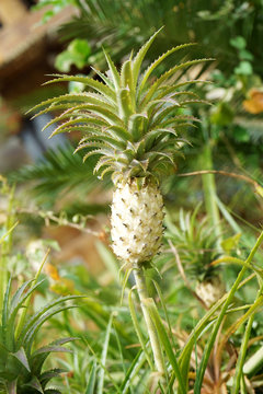 white ornamental pineapple plant in garden