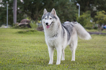Portrait of a Siberian Husky dog outdoors