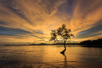 Fototapeta na wymiar Silhouettes of tree at sunset beach in Phuket, Thailand