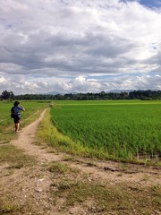 Fototapeta premium a traveller at jasmine rice field