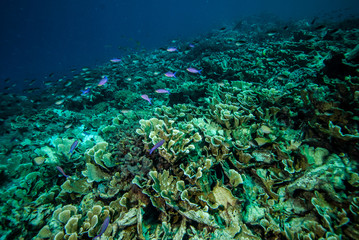 Naklejka na ściany i meble Group purple anthias swimming in Derawan, Kalimantan underwater