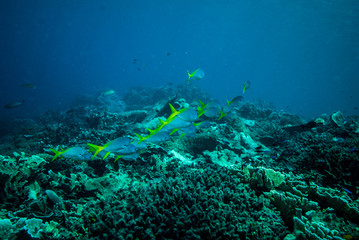 Naklejka na ściany i meble Group of blue yellow fusilier in Derawan, Kalimantan underwater