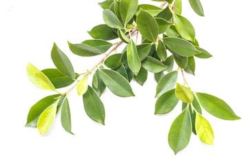 Tree leaves isolated on white background