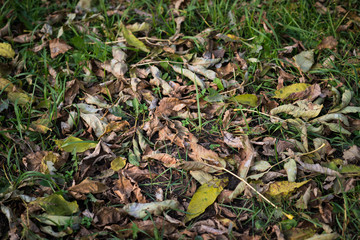 Withered autumn leaves. Shallow depth of field.