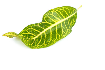 Tree leaves isolated on white background