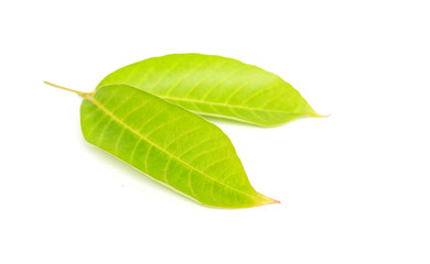 Fototapeta premium Tree leaves isolated on white background
