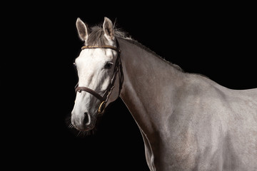Horse. Portrait of Trakehner gray color on dark background
