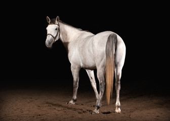 Horse. Trakehner gray color on dark background with sand
