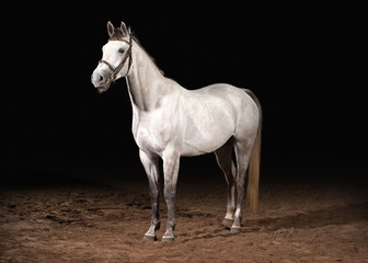 Horse. Trakehner gray color on dark background with sand