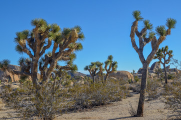 Joshua tree national park