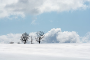 雪原の丘に立つ木